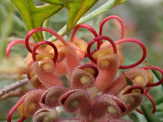 Grevillea